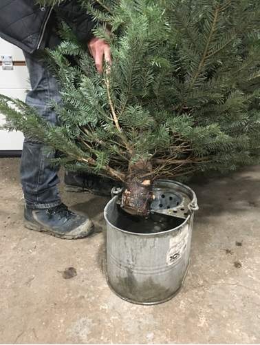 Dunking Christmas tree in bucket of water